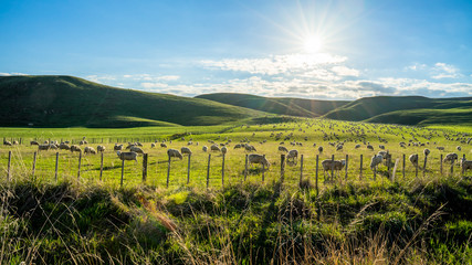 Flock of sheep grazing on a green hill in rural country sheep farm in the afternoon.  A flock of...