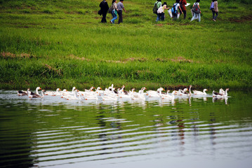 Swans swimming in the lake