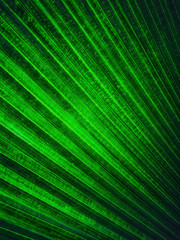 Green Anahaw Leaf. Anahaw is the national leaf of the Philippines. It is shaped like a fan with beautiful patterns