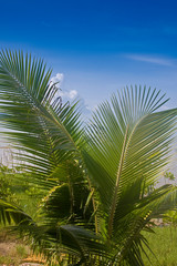 Palmtree,Rainforest,Terjun Temurun Nationalpark, on the island of langkawi , Malaysia