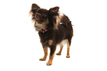 long hair chihuahua