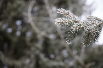 Branch of pinetree covered in morning frost spikes