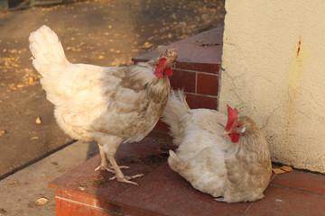 Two white chickens are near wall