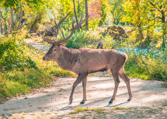 National Park of Abruzzo, Lazio and Molise (Italy) - The autumn with foliage in the italian mountain natural reserve, with little towns, wild animals like deer, Barrea Lake, Camosciara, Forca d'Acero