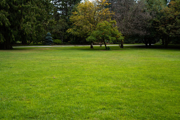 Beautiful trees and green grass in the garden. lawn in the garden.