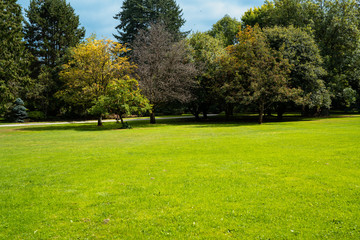 Beautiful trees and green grass in the garden. lawn in the garden.