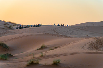Camel caravan in the Sahara desert. Morocco