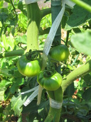 トマト　家庭菜園