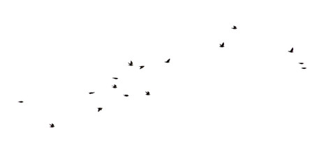 Flock of birds isolated on white background