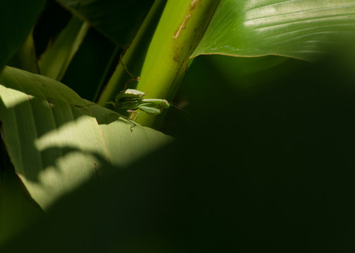 Green palm leaves and green mantis - Powered by Adobe