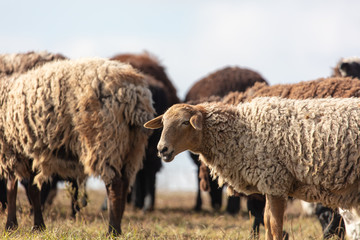 Sheep graze in the meadow