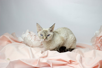 Devon Rex kitten on white and pink background, studio shoot