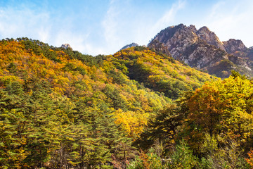 Obraz premium overgrown mountain slope in Seoraksan Park
