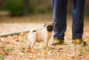 dog, pug, animal, puppy, pet, canine, cute, bulldog, breed, grass, white, small, portrait, brown, english, pets, isolated, purebred, mammal, mops, adorable, friend, green, pedigree, black, dog pug, ha