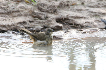 Bird in water