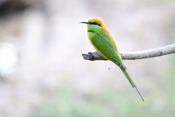 Obraz premium bird on a branch