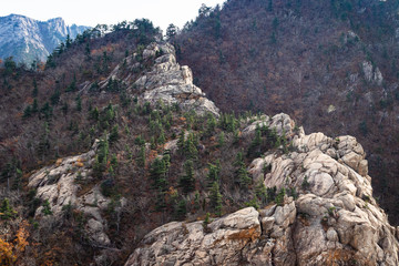 trees on old mountain in Seoraksan National Park