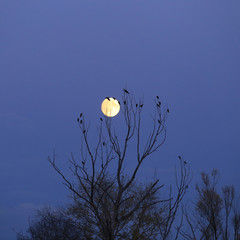 full moon in the tree