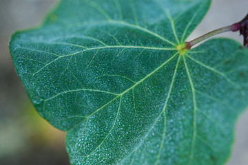 Morning dew drops on green leaf
