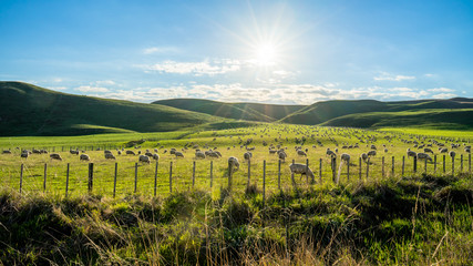 Fototapeta premium Flock of sheep grazing on a green hill in rural country sheep farm in the afternoon. A flock of sheep is generally found in a mountain valley New Zealand.