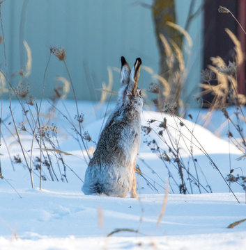 Wild hare in the snow
