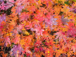 Naklejka na ściany i meble colorful foliage of maple tree in autumn