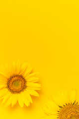 Beautiful fresh sunflowers on bright yellow background. Flat lay, top view, copy space. Autumn or...