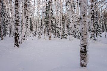 Winter forest with trees covered snow