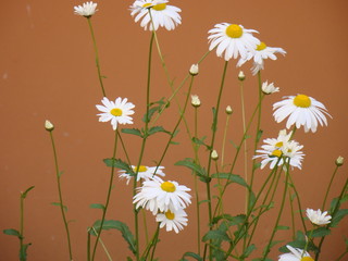 Camomile flowers in the garden