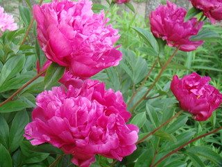 Obraz premium Pink flowers in the garden