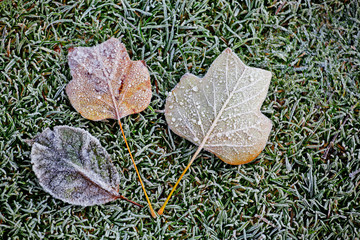 frozen leaf ice grass background 