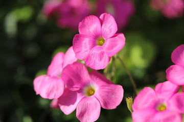 ハナカタバミ　ピンク色の花
