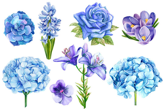 Set of blue flowers, rose, lily, hydrangeas, crocuses,  eucalyptus, succulent, watercolor illustration