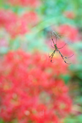 Red spider lily