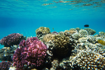 Naklejka na ściany i meble coral reef in Egypt