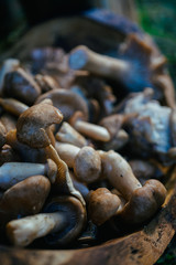 Fresh porcini mushrooms in the forest