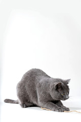 Graue Katze spielt mit einem Faden