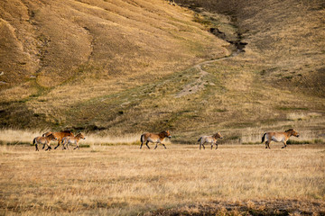 Fototapeta na wymiar Przewalski Horses (Equus ferus przewalskii) in the meadow in autumn, Hustai National Park, Mongolia, Mongolian, Asia, Asian.
