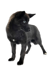 Obraz premium pomsky in studio