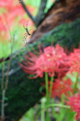 Red spider lily
