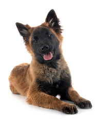 puppy tervueren in studio