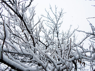 Thick heavy wet snow covering autumn leaves. This picturesque backdrop is mostly white from freshly fallen and blowing snow that has stuck to everything in the fall.