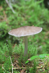 Pluteus cervinus, also known as Pluteus atricapillus and commonly known as the deer shield or the deer or fawn mushroom