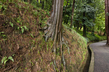 Asphalt path on a rainy autumn day in the Batumi Botanical Garden in Georgia