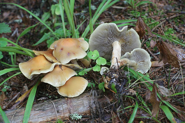 Hypholoma capnoides, the Conifer Tuft mushroom, growing wild in Finland