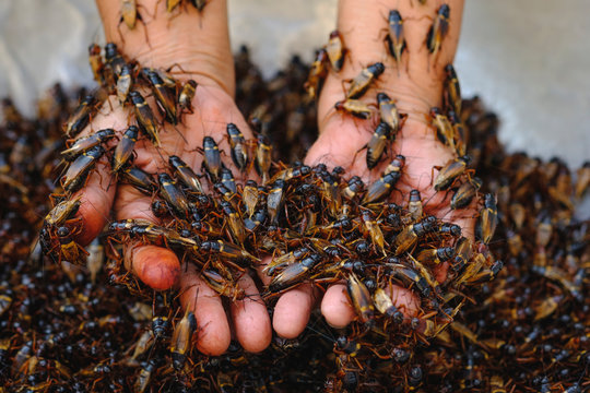 Close-Up Of Hand Holding Gryllus bimaculatus ,Insects Cricket