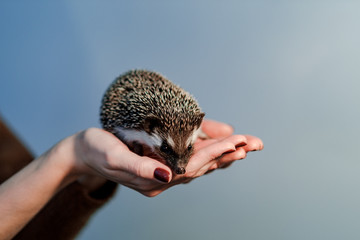 Cute african hedgehog on womans palms