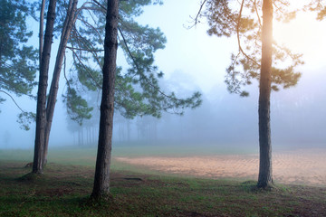 Fototapeta na wymiar Misty landscape, land covered by fog, view in the countryside, thick fog cover pine tree at Tung Saleang Luang National Park, Thailand