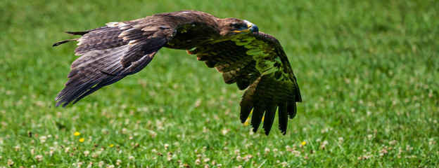 Harris's hawk, Parabuteo unicinctus, bay-winged hawk or dusky hawk