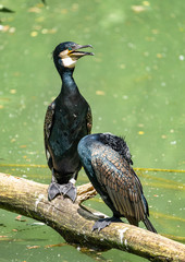 The great cormorant, Phalacrocorax carbo sitting on a branch